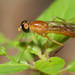 Ptecticus trivittatus - Photo (c) Patrick Coin,  זכויות יוצרים חלקיות (CC BY-NC)