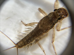 Atalophlebioides cromwelli