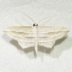 Arcobara multilineata