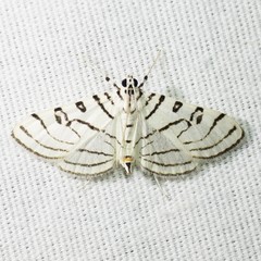 Conchylodes concinnalis