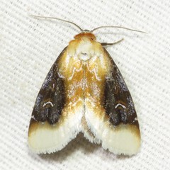 Chrysoecia scira