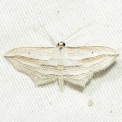 Arcobara multilineata