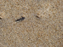 Cicindela latesignata