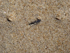 Cicindela latesignata