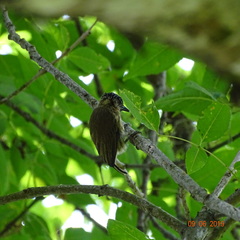 Picumnus olivaceus