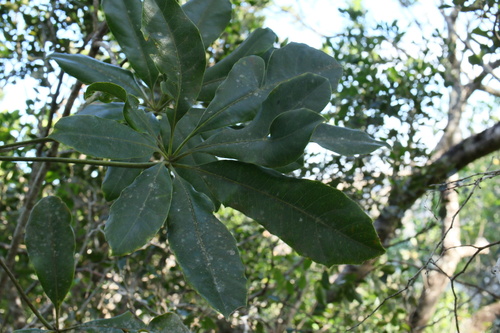 Cussonia nicholsonii Strey 2
