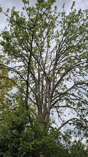 Populus lasiocarpa