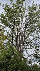 Populus lasiocarpa, photograph (c) Christoph Moning, some rights reserved (CC BY)