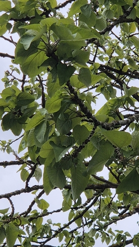 Populus lasiocarpa, photograph 2
