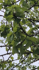 Populus lasiocarpa, photograph (c) Christoph Moning, some rights reserved (CC BY)
