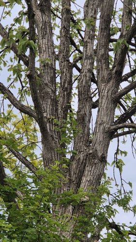 Populus lasiocarpa, photograph 3