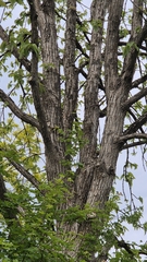 Populus lasiocarpa, photograph (c) Christoph Moning, some rights reserved (CC BY)