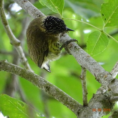 Picumnus olivaceus