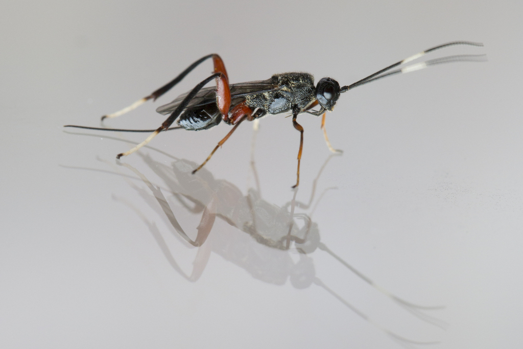 Wroughtonia spinator