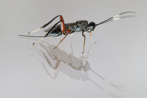 Wroughtonia spinator