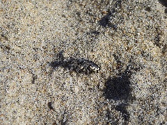 Cicindela latesignata