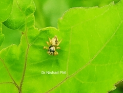 Salticidae