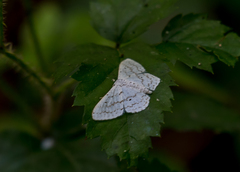 Idaea tacturata