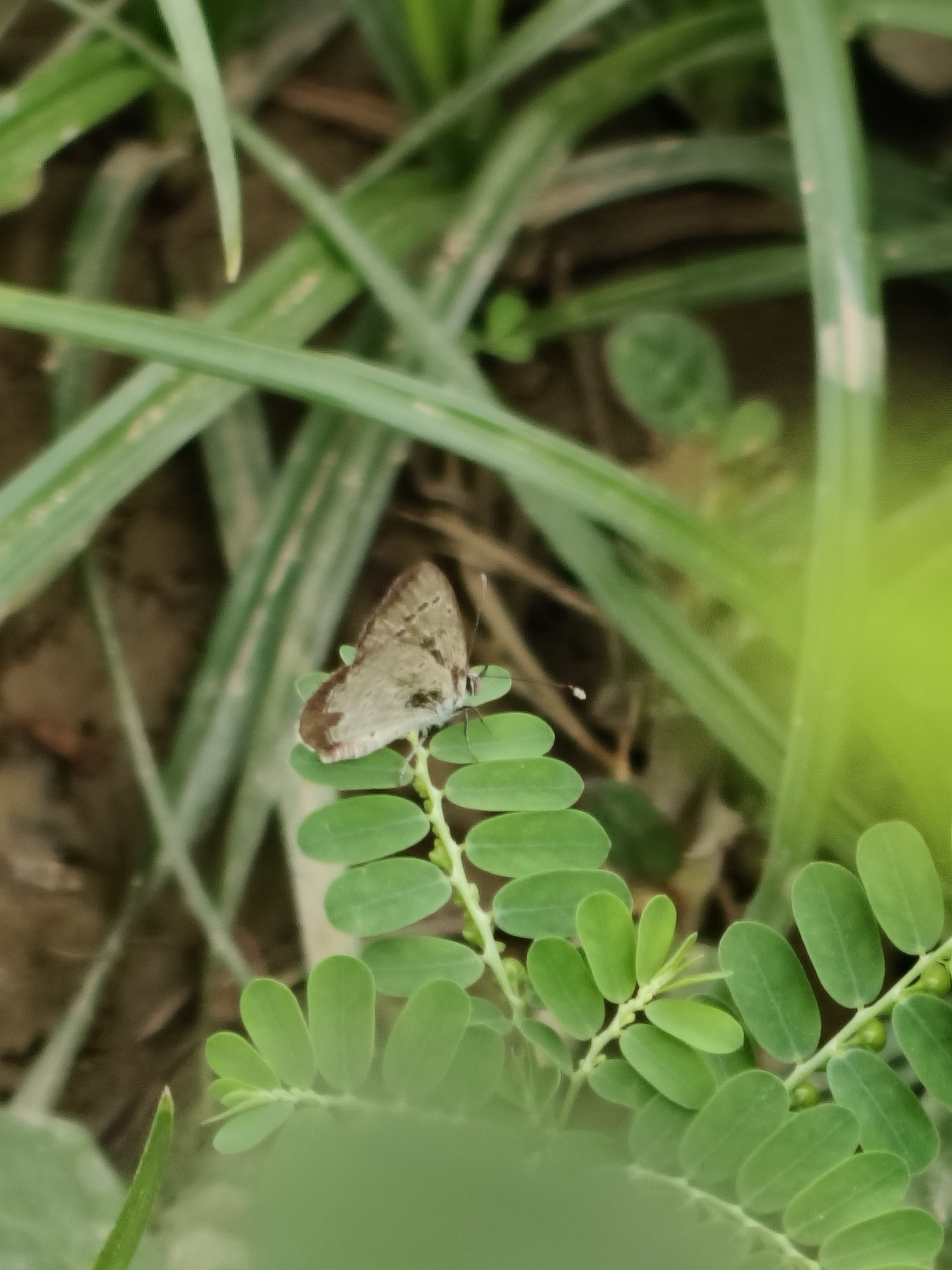 Pale Grass Blue