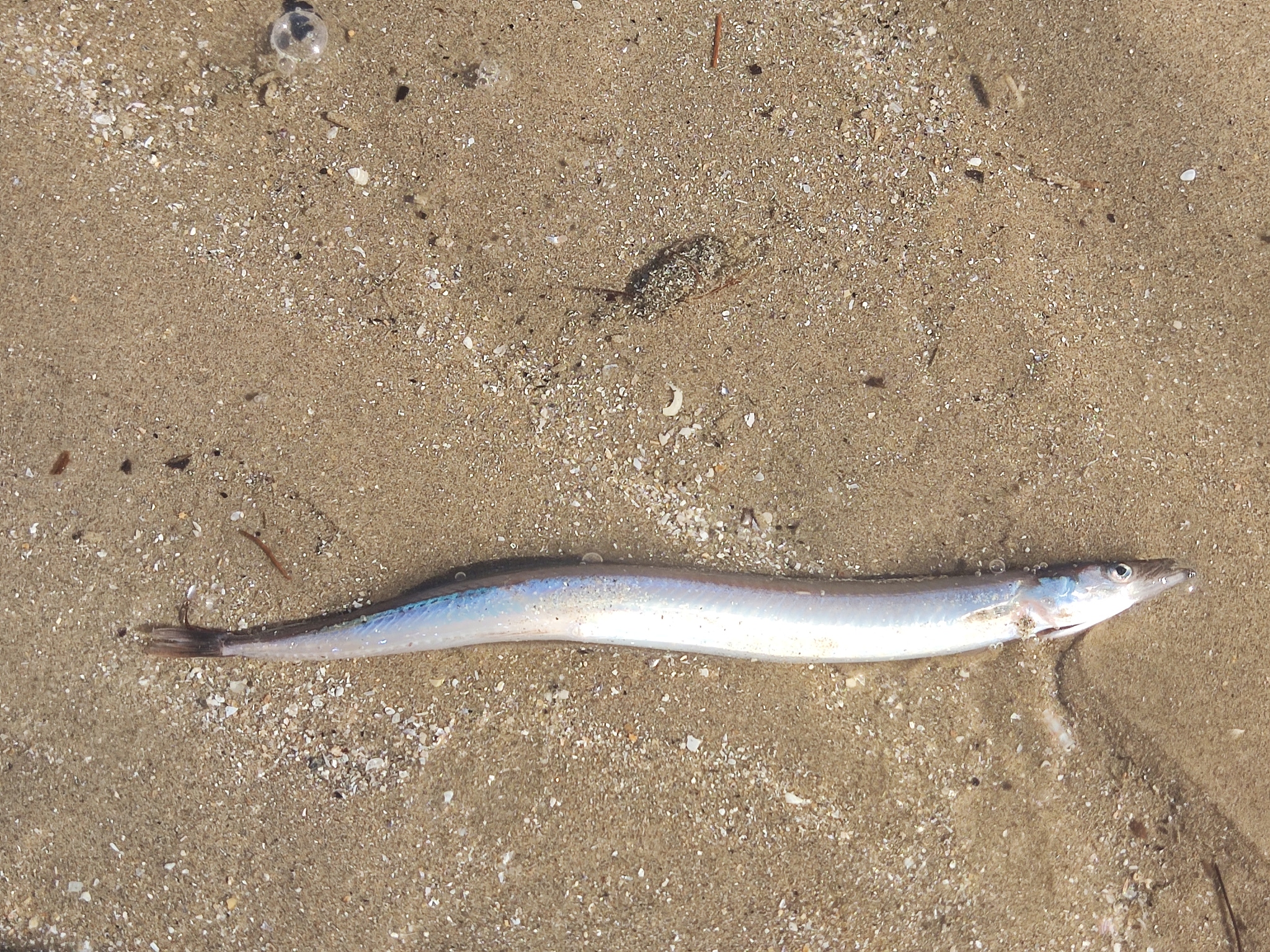 Corbin's Sand-Eel