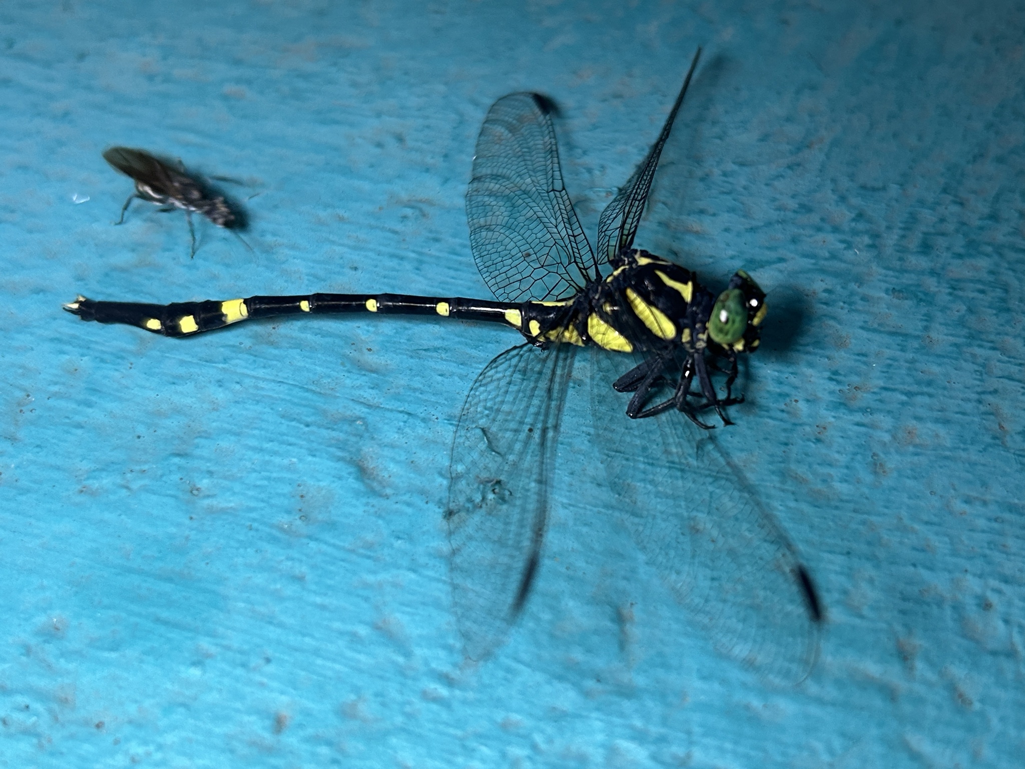 Wayanad Forktail