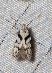 Pseudotelphusa palliderosacella
