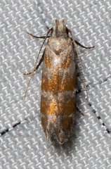 Battaristis vittella