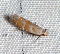 Battaristis vittella