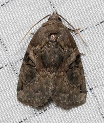 Pseudeustrotia indeterminata