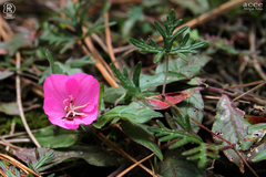 Oenothera deserticola