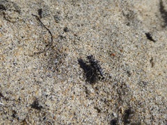 Cicindela latesignata