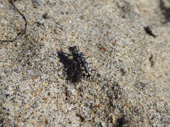 Cicindela latesignata