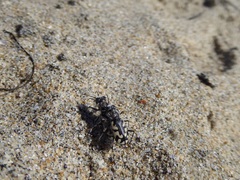 Cicindela latesignata