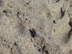 Cicindela latesignata