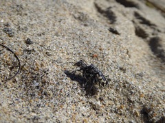 Cicindela latesignata