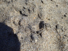 Cicindela latesignata