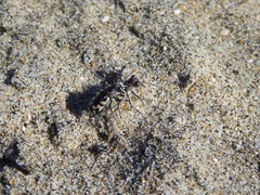 Cicindela latesignata