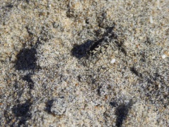 Cicindela latesignata