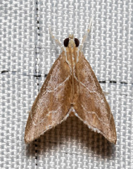 Glaphyria peremptalis