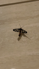 Amata huebneri