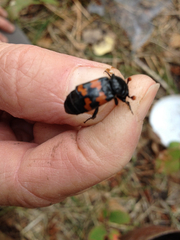 Nicrophorus guttula
