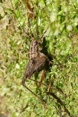 Pleioplectron hudsoni