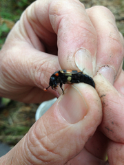 Nicrophorus guttula