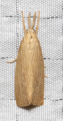 Diatraea evanescens