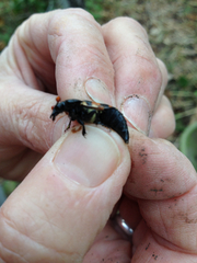 Nicrophorus guttula
