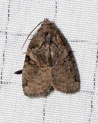 Pseudeustrotia indeterminata