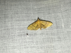 Blepharomastix ranalis