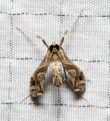 Lineodes integra