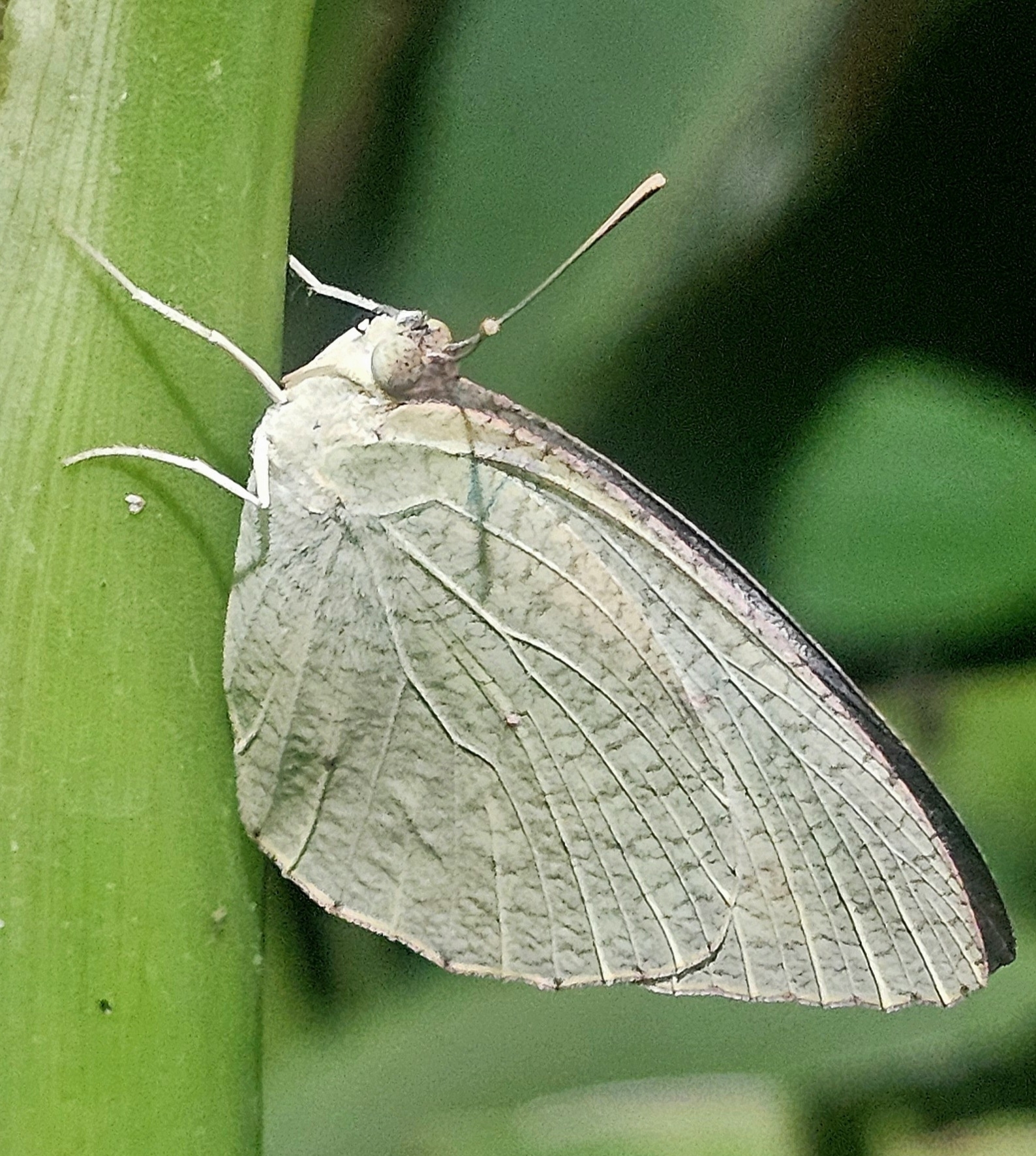 Mottled Emigrant