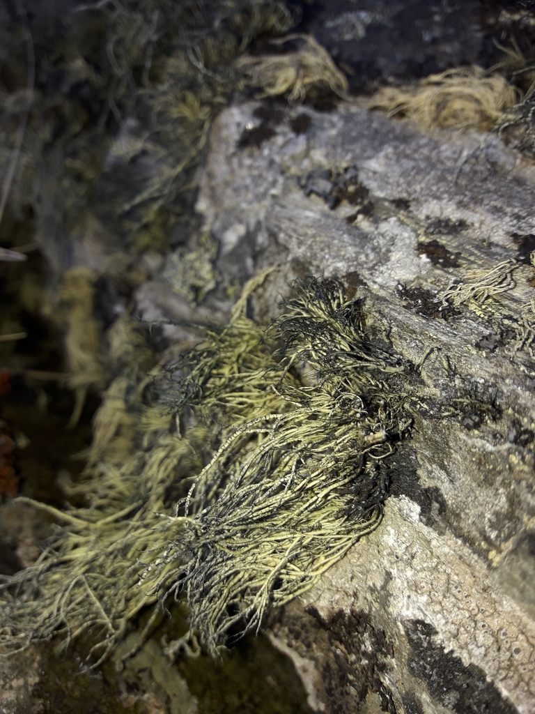 Usnea acromelana